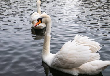 İki zarif beyaz kuğu karanlık suda yüzüyor. Dilsiz kuğu, Cygnus rengi.