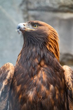 Yırtıcı Kuş Altın Kartal 'ın portresi. Altın kartal, Aquila chrysaetos, kuzey yarımkürede yaşayan bir yırtıcı kuş türüdür..