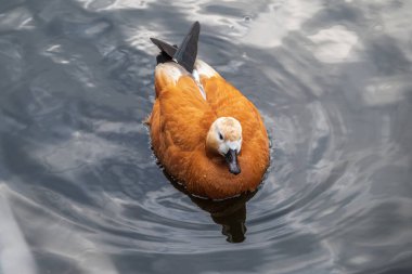 Ruddy Shelduck, ya da kırmızı ördek, Lat. Tadorna Ferruginea, gölde yüzüyor. Ördeklerden oluşan bir su kuşu familyasıdır. Kuşun turuncu-kahverengi tüyleri ve açık renkli bir kafası vardır..
