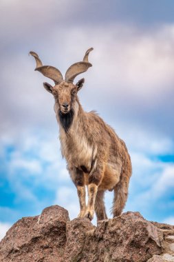 Markhor, Capra Falconeri, Orta Asya 'ya özgü vahşi keçi Karakoram ve Himalayalar mavi gökyüzü arka planında duran kayalar. Erkekler sıkıca kıvrılmış, tirbuşon gibi boynuzları var, 160 cm uzunluğunda.