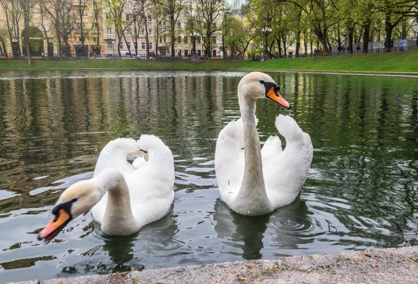 Due Graziosi Cigni Bianchi Nuotano Nello Stagno Nel Parco Cittadino — Foto Stock