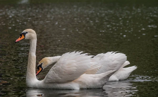 Dos Elegantes Cisnes Blancos Nadan Agua Oscura Cisne Mudo Cygnus — Foto de Stock