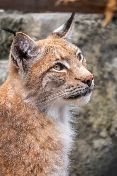 Eurázsiai Hiúz Portréja Közelről Eurázsiai Hiúz Lat Lynx Lynx Egy — Stock Fotó