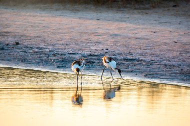İki su kuşu avocet, Recurvirostra avosetta, gölde besleniyor. Fareli köyün avocet 'i, uzun, ters dönmüş gagalı ve uzun, mavimsi bacaklı büyük siyah beyaz bir yağmurluktur.