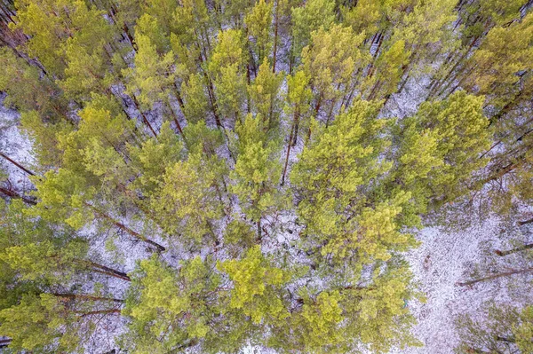 Kış Çam Ormanının Havadan Görünüşü Karla Kaplı Çam Ağaçlarının Üst — Stok fotoğraf