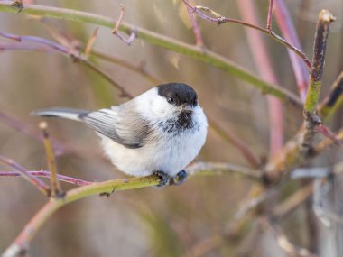 Cute bird The willow tit, song bird sitting on a branch without leaves in the winter. Willow tit perching on tree in winter. The willow tit, lat. Poecile montanus.