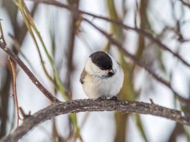 Cute bird The willow tit, song bird sitting on a branch without leaves in the winter. Willow tit perching on tree in winter. The willow tit, lat. Poecile montanus.