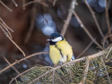 Cute bird Great tit, songbird sitting on the nice fir branch. Parus major