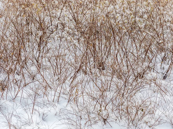 被新鲜的白雪覆盖的灌木的白色枝条 复制空间背景 — 图库照片