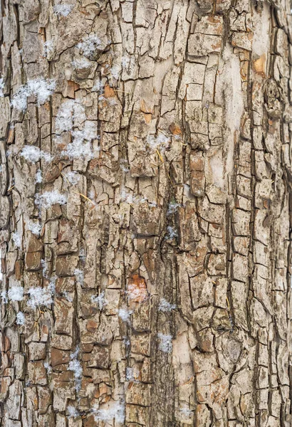 冬天白雪覆盖的老苹果树树皮的质地 详细的树皮质感自然背景 — 图库照片