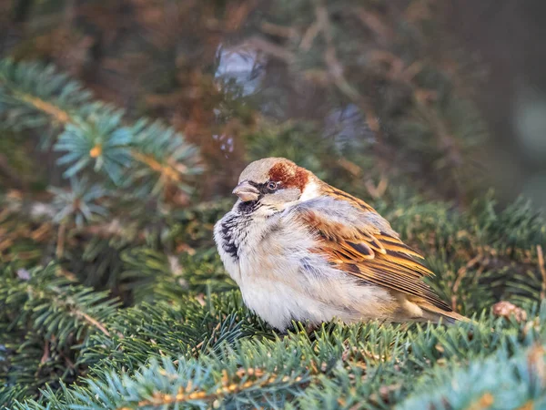 Sparrow Sits Fir Branch Sunset Light Sparrow Branch Autumn Winter — Stock Photo, Image