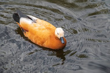 Ruddy Shelduck, ya da kırmızı ördek, Lat. Tadorna Ferruginea, gölde yüzüyor. Ördeklerden oluşan bir su kuşu familyasıdır. Kuşun turuncu-kahverengi tüyleri ve açık renkli bir kafası vardır..