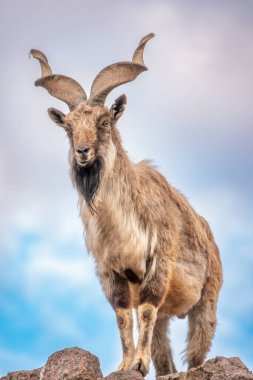Markhor, Capra Falconeri, Orta Asya 'ya özgü vahşi keçi Karakoram ve Himalayalar mavi gökyüzü arka planında duran kayalar. Erkekler sıkıca kıvrılmış, tirbuşon gibi boynuzları var, 160 cm uzunluğunda.