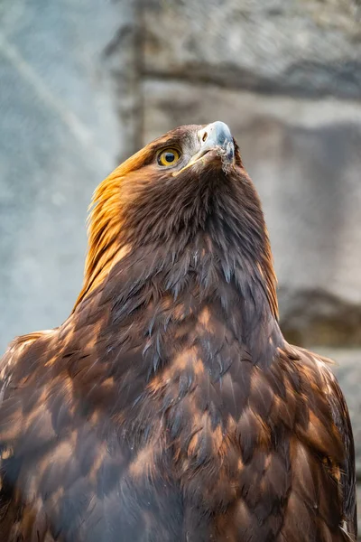 Yırtıcı Kuş Altın Kartal 'ın portresi. Altın kartal, Aquila chrysaetos, kuzey yarımkürede yaşayan bir yırtıcı kuş türüdür..