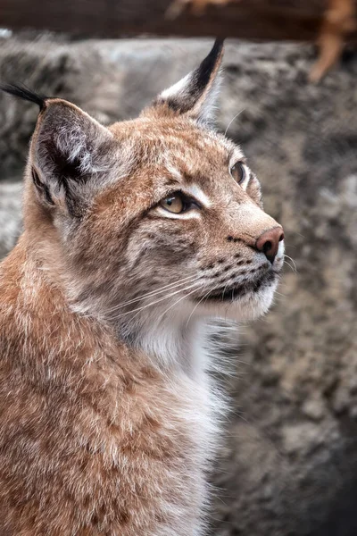 Avrasya vaşağının portresi. Avrasyalı vaşak, lat. Luchs vaşak, Avrupa 'dan Orta Asya ve Sibirya' ya kadar uzanan orta büyüklükte bir vahşi kedidir..