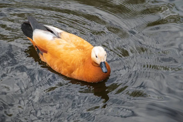 Ruddy Shelduck Red Duck Lat Tadorna Ferruginea Swimming Lake Waterfowl — Stock Photo, Image