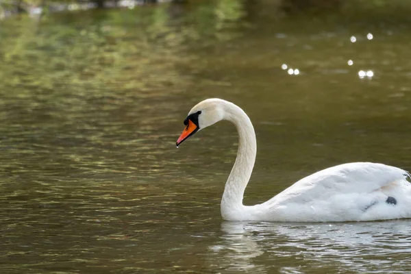 Graciös Vit Svan Som Simmar Sjö Med Mörkgrönt Vatten Den — Stockfoto