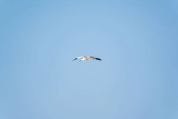 Vodní Pták Pied Avocet Lat Recurvirostra Avosetta Letí Nad Jezerem — Stock fotografie