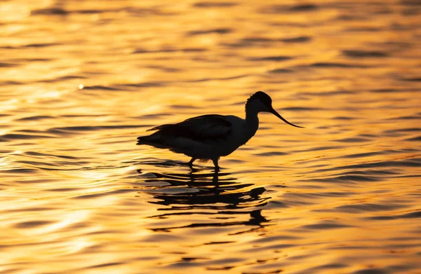 Kuşu Avocet Recurvirostra Avosetta Turuncu Gün Batımı Işığında Suyun Içinde — Stok fotoğraf