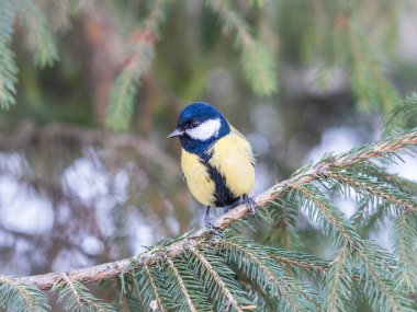 Cute bird Great tit, songbird sitting on the nice fir branch. Parus major