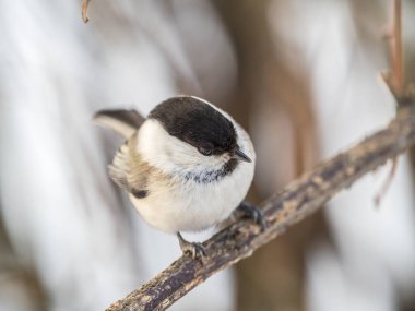 Cute bird The willow tit, song bird sitting on a branch without leaves in the winter. Willow tit perching on tree in winter. The willow tit, lat. Poecile montanus.