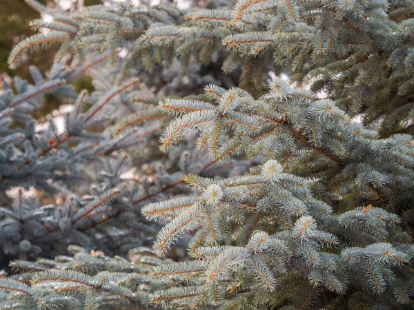 Filialer Blå Gran Med Nålar Solnedgången Ljus Fir Gren Solens — Stockfoto