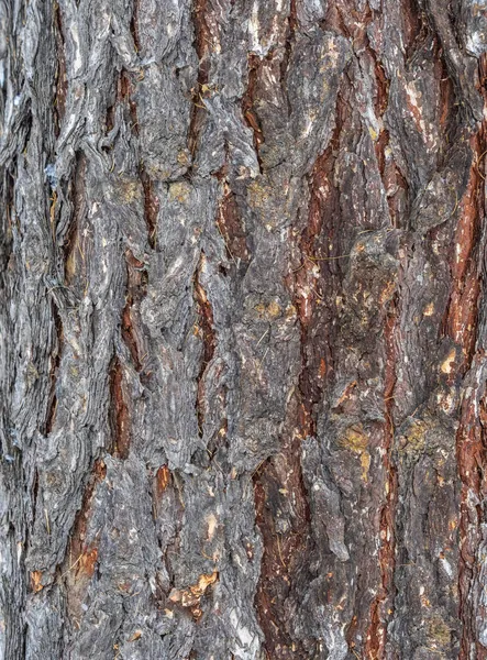 Štěkot Starého Stromu Modřínová Kůra Detailní Textura Kůry — Stock fotografie