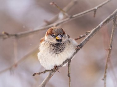 Sparrow yaprakları olmayan bir dalda oturuyor. Sonbaharda ya da kışın bir dalda serçe