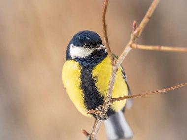 Cute bird Great tit, songbird sitting on a branch without leaves in the autumn or winter. Parus major
