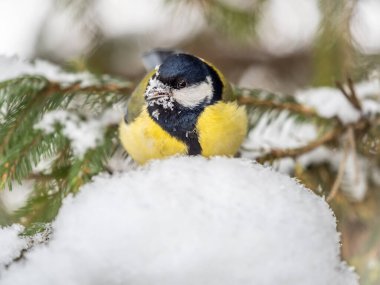 Cute bird Great tit, songbird sitting on the fir branch with snow in winter. Parus major