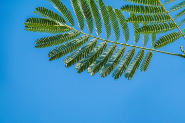 Akasya yaprakları mavi gökyüzü arka planında yaz güneşinde. Lezzetli yeşil akasya yapraklarına odaklan mavi bulutsuz gökyüzüne karşı.