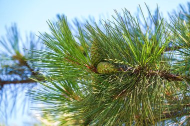 Etrafı güzel bulanık yeşil iğnelerle çevrili küçük kozalaklar. Arka planda bulanık çam iğneleri. Noel ağacı dallarının arkaplanı.