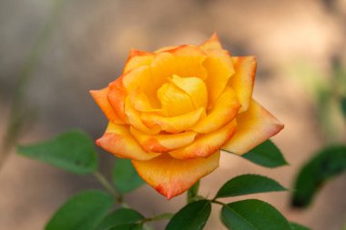 Sarı-kırmızı yeşil bulanık arka plan üzerinde yükseldi. Alan arka planını kopyalama.