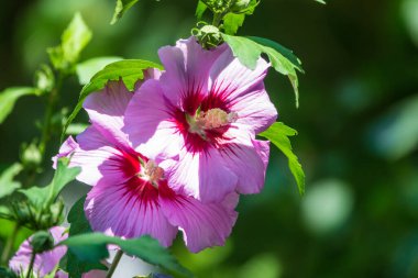 Hibiscus Moscheutos 'un pembe çiçekleri yakın plan bitki örtüsü. Hibiscus moscheutos, bataklık amfibiği, gül gülü amber çiçeği.