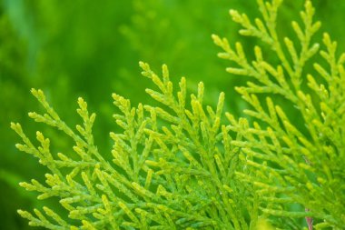Yeşil dallar ve bir thuja ağacının taze yaprakları. Arkaplan resmi.