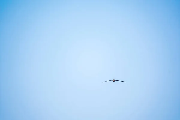 Common Swift Apus Apus Voando Com Fundo Azul Claro Céu — Fotografia de Stock