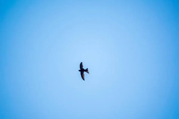 Gyakori Swift Apus Apus Repül Tiszta Kék Háttér Egy Napos — Stock Fotó
