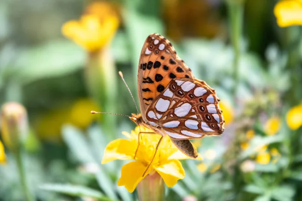 Butterfly Queen Spain Fritillary Lat Issoria Lathonia Sitting Yellow Flower — Stock Photo, Image