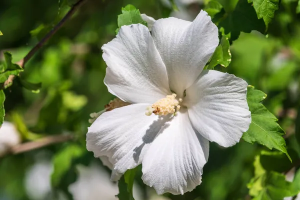 Flores Blancas Hibiscus Grandiflorus Pantano Rosemallow Primer Plano Una Flor — Foto de Stock