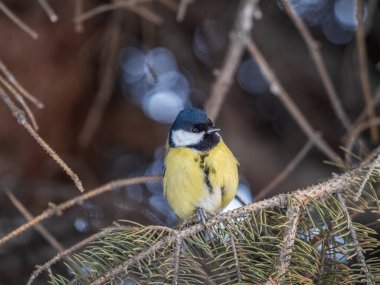 Cute bird Great tit, songbird sitting on the nice fir branch. Parus major