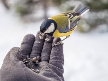 A tit sits on a man's hand and eats seeds. Taking care of birds in winter.
