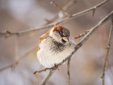 Sparrow yaprakları olmayan bir dalda oturuyor. Sonbaharda ya da kışın bir dalda serçe