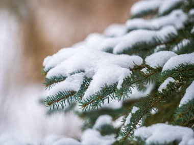 Kışın karla kaplı yeşil köknar dalları. Arka plan olarak köknar ağacının dalları, yakın plan. Noel arkaplanı