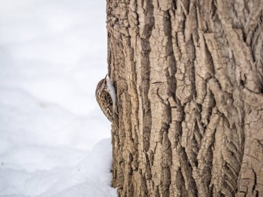 Ağaçta sürünen Avrasyalı küçük bir kuş. Şirin, ilginç orman kuşu Ağaç Bekçisi. Doğa geçmişi. Avrasya Ağaç Bekçisi ya da sıradan Ağaç Bekçisi. Erthia familiaris