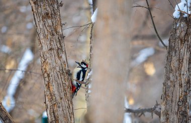 Küçük ağaçkakan ağaç gövdesine oturur. Ağaçkakan kışın, büyük benekli ağaçkakan Dendrocopos ana ağaçkakanı karla büyük bir ağaçtan yiyecek alır.