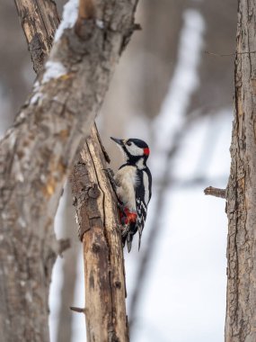Küçük ağaçkakan ağaç gövdesine oturur. Ağaçkakan kışın, büyük benekli ağaçkakan Dendrocopos ana ağaçkakanı karla büyük bir ağaçtan yiyecek alır.