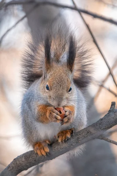 Ardilla Con Nuez Sienta Árbol Invierno Finales Otoño Ardilla Roja — Foto de Stock