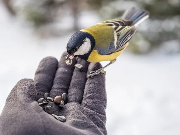 Сиська Сидит Руке Мужчины Ест Семена Уход Птицами Зимой — стоковое фото