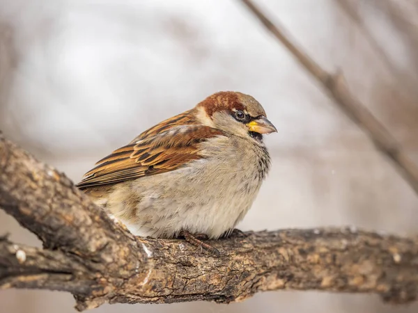 Sparrow Zit Een Tak Zonder Bladeren Sparrow Een Tak Herfst — Stockfoto