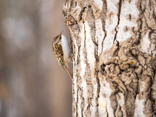 Kleine Vogel Euraziatische Boomkruiper Kruipend Een Boom Leuke Interessante Bosvogel — Stockfoto